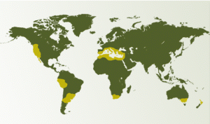 Olive Oil Times World 300x177 | About Us | world