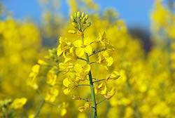 Canola Canola | Olive v. Canola | olive oil health news