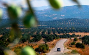 Ayvalik 300x187 | Ayvalik’s Fabled Olive Oil | world features 