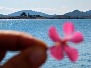 Ayvalik Turkey 300x224 | Ayvalik’s Fabled Olive Oil | world features 