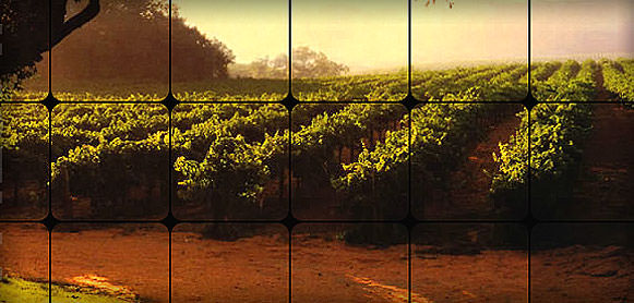 Olivarama: More Wineries are Offering Olive Oil