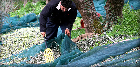 Greek Study Urges Producers to 'Standardize'